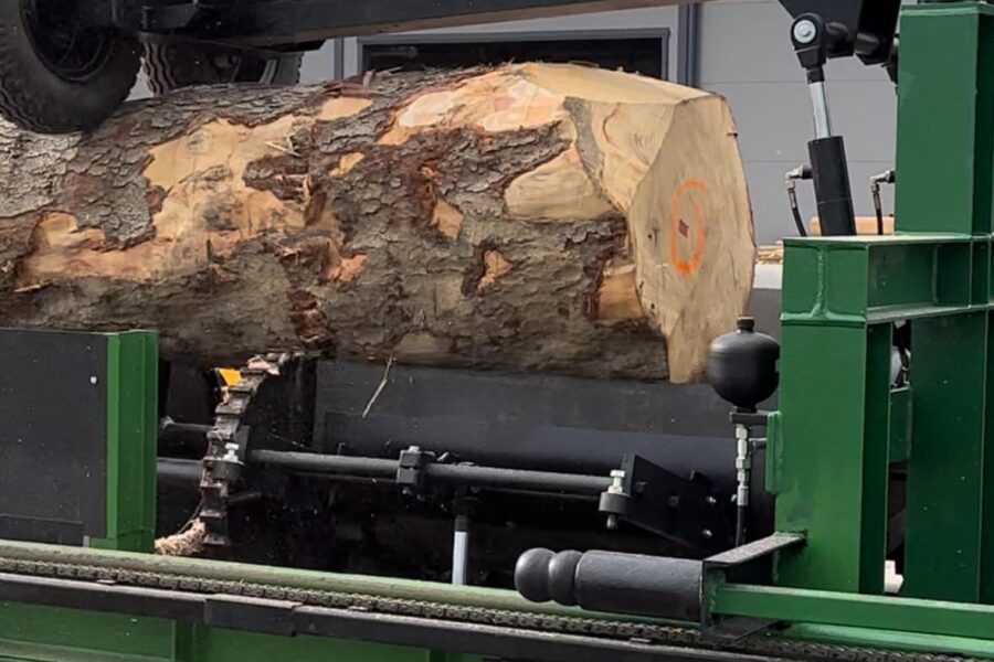 Drzewo podczas korowania